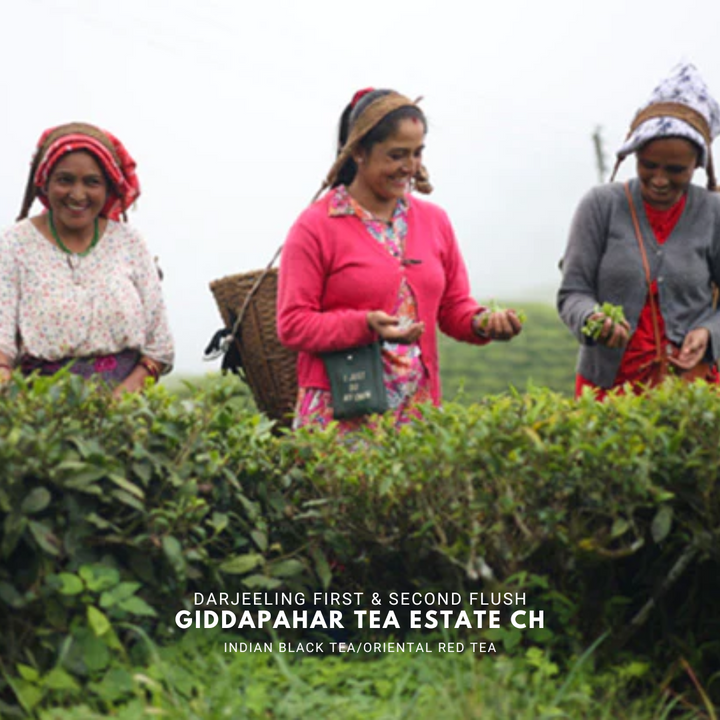 Giddapahar Darjeeling First and Second Flush